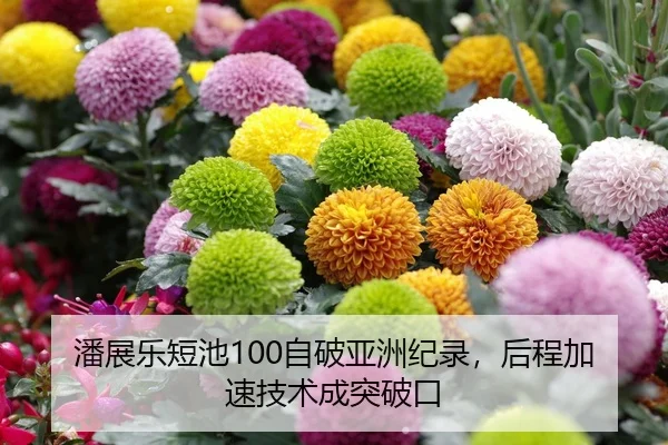 潘展乐短池100自破亚洲纪录，后程加速技术成突破口